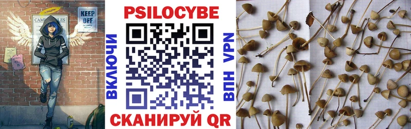 Галлюциногенные грибы Psilocybine cubensis  Сертолово 
